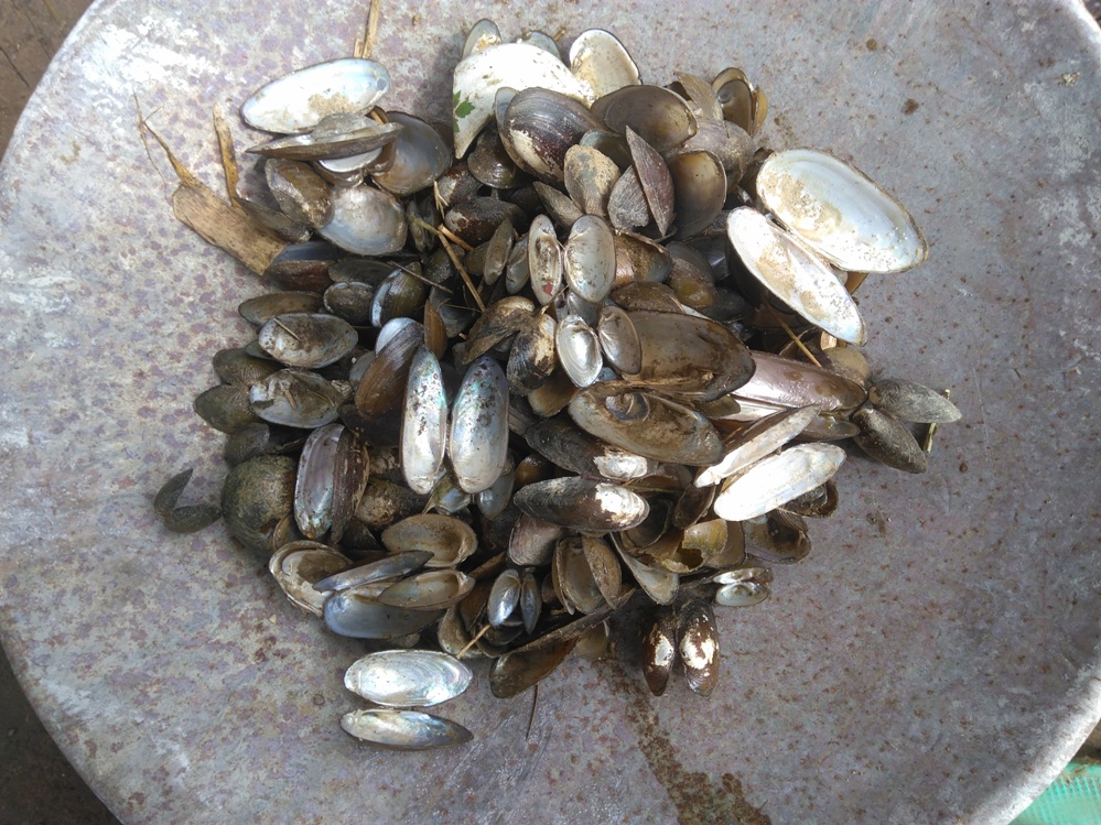 Oyster-3